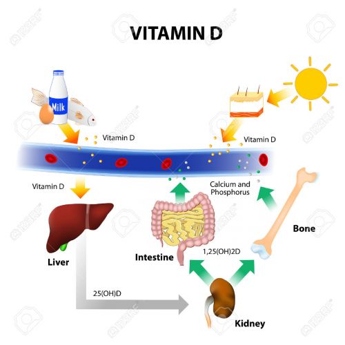 Vitamine D mechanisme